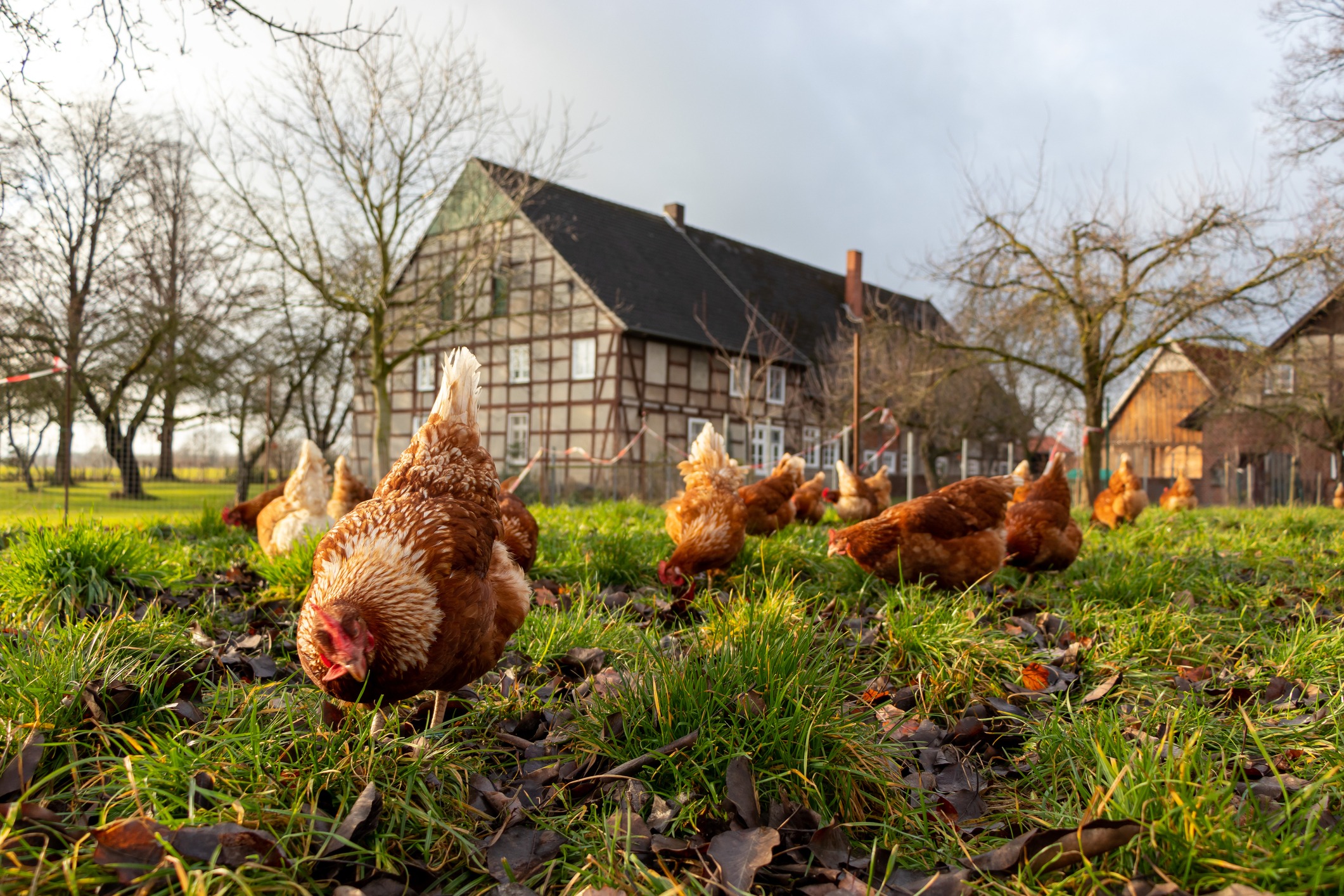 free range chickens in a country farm