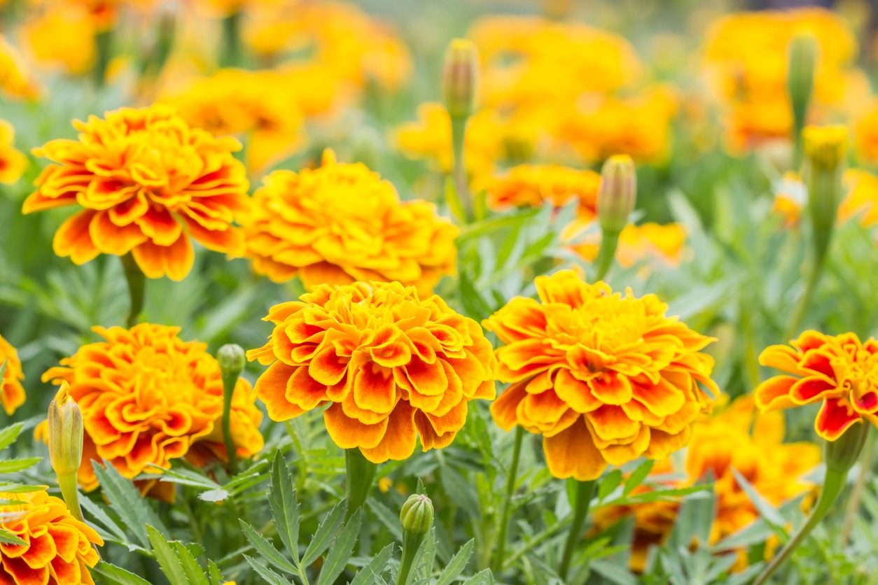 orange-flowers-french-marigolds