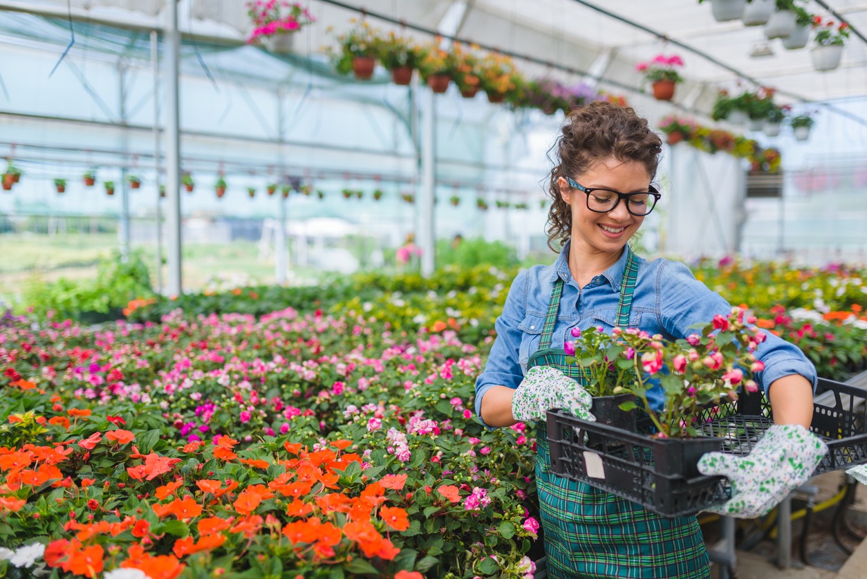 a gardener in a flower greenhouse, smiling while working