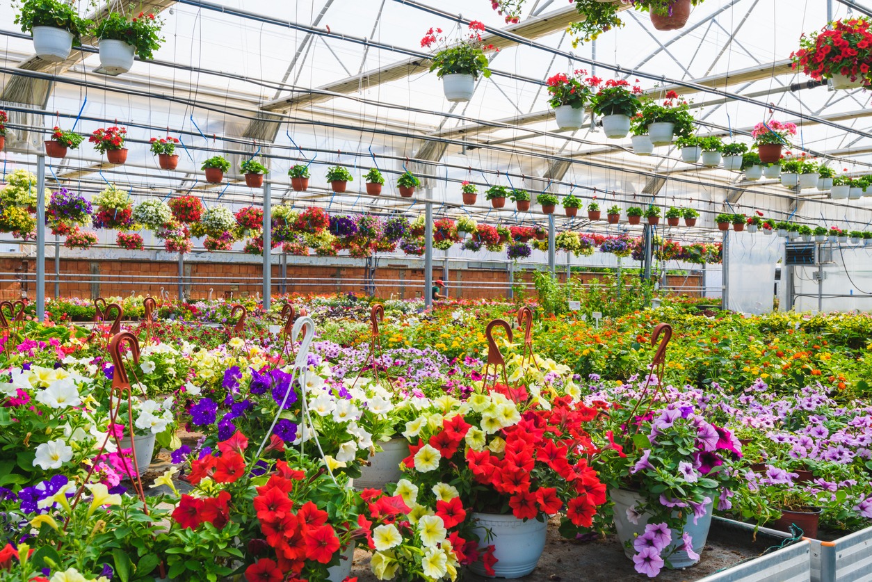 greenhouse interior full of flowering plants