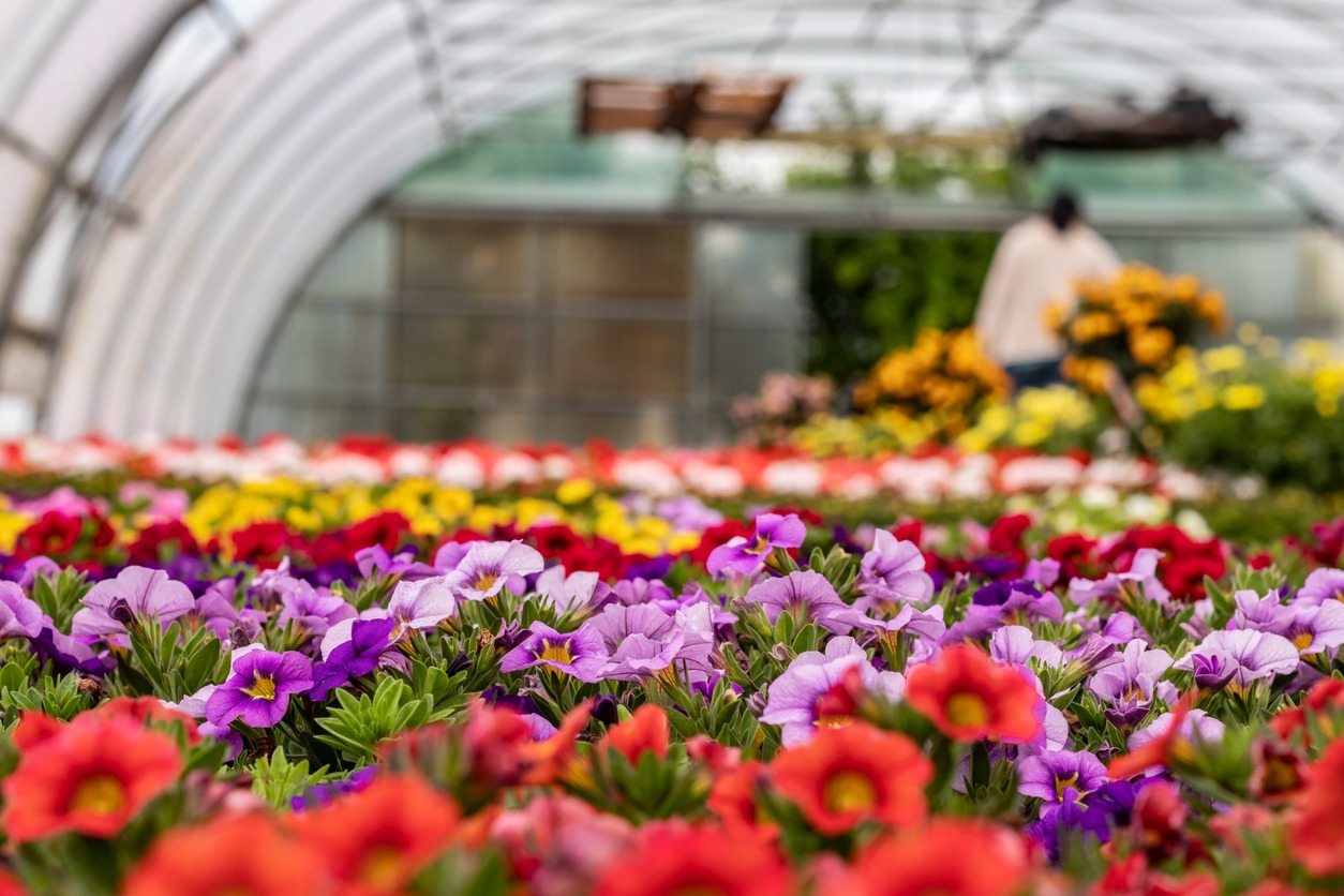 greenhouse with petunias