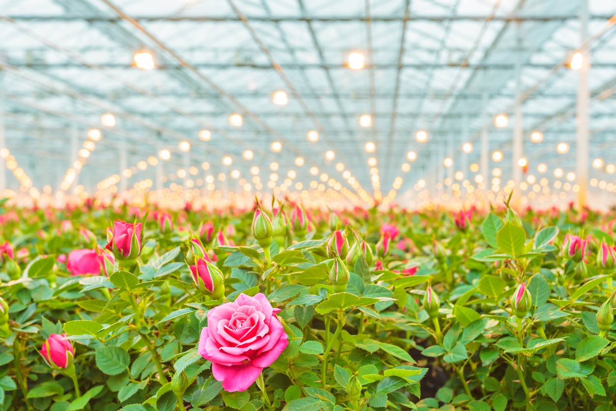 pink roses in a Dutch greenhouse