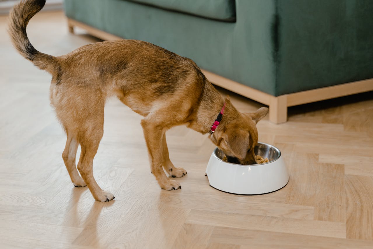 Integrating Supplements into Your Pet's Diet